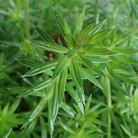 Phuopsis stylosa \ Baldrian-Gesicht, Langgriffeliger Rosenwaldmeister / Crosswort, D Witten 1.8.2023