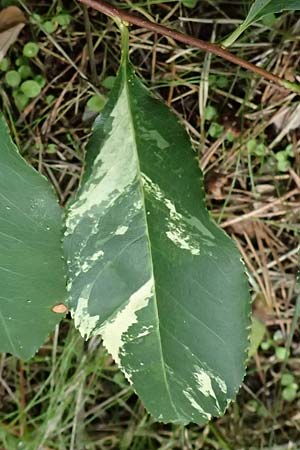 Prunus serotina \ Sp�te Traubenkirsche / Rum Drupes, D Viernheim 13.8.2023