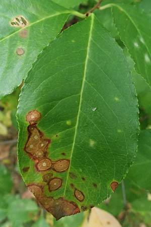 Prunus serotina \ Sp�te Traubenkirsche / Rum Drupes, D Viernheim 13.8.2023