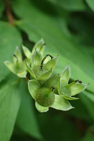 Philadelphus coronarius \ Europ�ischer Pfeifenstrauch, Falscher Jasmin / Sweet Mock Orange, English Dogwood, D Weinheim an der Bergstra&szlig;e 16.6.2024