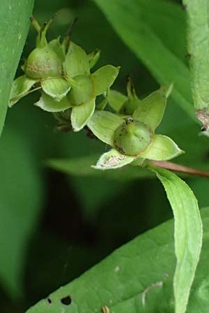 Philadelphus coronarius \ Europ�ischer Pfeifenstrauch, Falscher Jasmin / Sweet Mock Orange, English Dogwood, D Weinheim an der Bergstra&szlig;e 16.6.2024