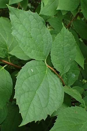 Philadelphus coronarius \ Europ�ischer Pfeifenstrauch, Falscher Jasmin / Sweet Mock Orange, English Dogwood, D Weinheim an der Bergstra&szlig;e 16.6.2024