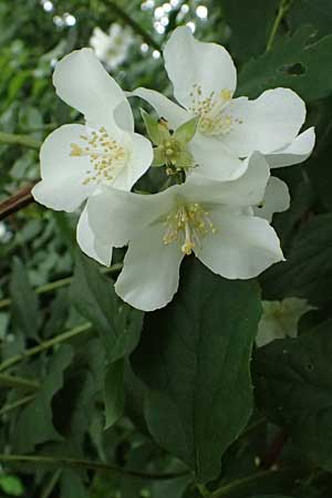 Philadelphus coronarius \ Europ�ischer Pfeifenstrauch, Falscher Jasmin / Sweet Mock Orange, English Dogwood, D Weinheim an der Bergstra&szlig;e 16.6.2024