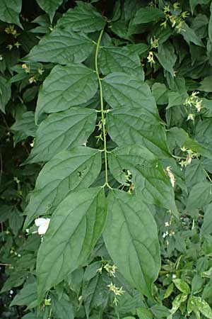Philadelphus coronarius \ Europ�ischer Pfeifenstrauch, Falscher Jasmin / Sweet Mock Orange, English Dogwood, D Weinheim an der Bergstra&szlig;e 16.6.2024