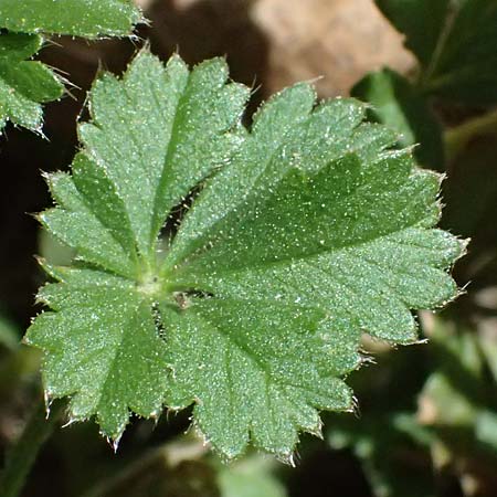 Potentilla x subarenaria \ Falsches Sand-Fingerkraut / Spring Cinquefoil, D Kraichtal-Ober&ouml;wisheim 7.4.2025