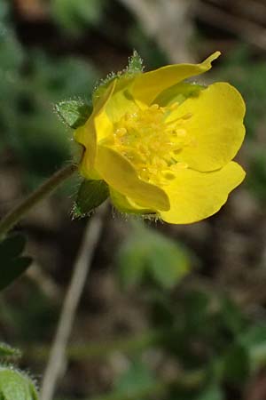 Potentilla x subarenaria \ Falsches Sand-Fingerkraut / Spring Cinquefoil, D Kraichtal-Ober&ouml;wisheim 7.4.2025