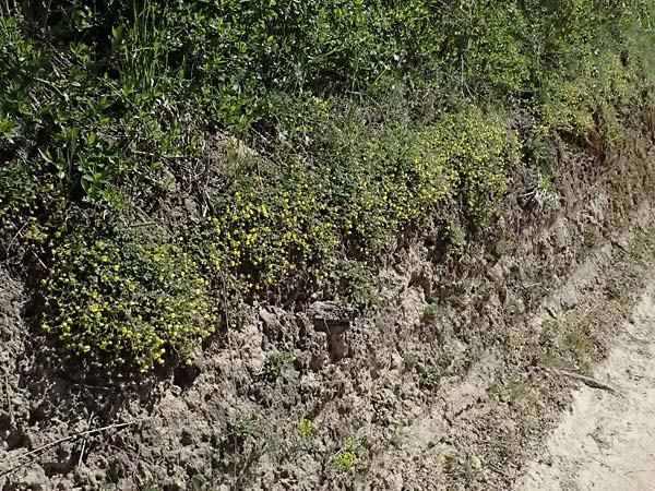 Potentilla x subarenaria \ Falsches Sand-Fingerkraut / Spring Cinquefoil, D Kraichtal-Ober&ouml;wisheim 7.4.2025