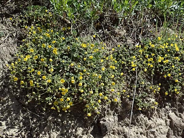 Potentilla x subarenaria \ Falsches Sand-Fingerkraut / Spring Cinquefoil, D Kraichtal-Ober&ouml;wisheim 7.4.2025