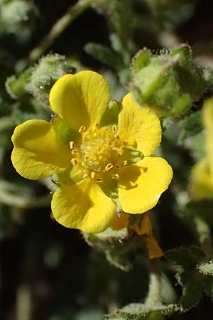 Potentilla x subarenaria \ Falsches Sand-Fingerkraut / Spring Cinquefoil, D Kraichtal-Ober&ouml;wisheim 7.4.2025