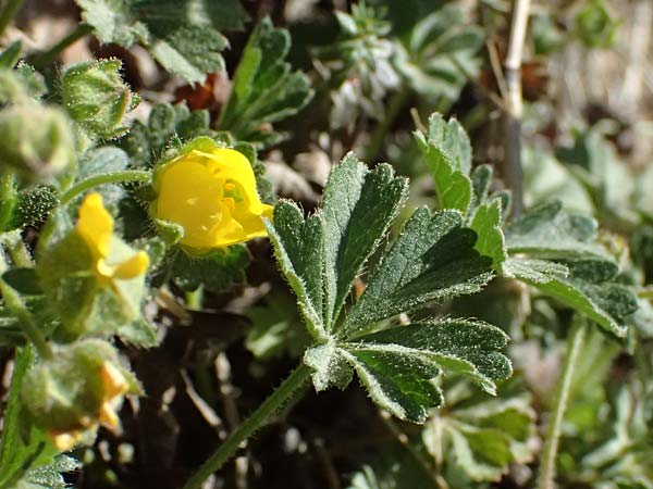 Potentilla x subarenaria \ Falsches Sand-Fingerkraut / Spring Cinquefoil, D Kraichtal-Ober&ouml;wisheim 7.4.2025