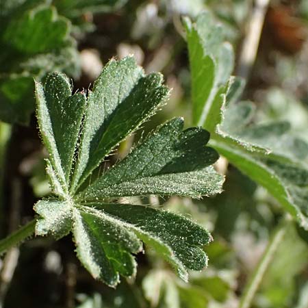 Potentilla x subarenaria \ Falsches Sand-Fingerkraut / Spring Cinquefoil, D Kraichtal-Ober&ouml;wisheim 7.4.2025