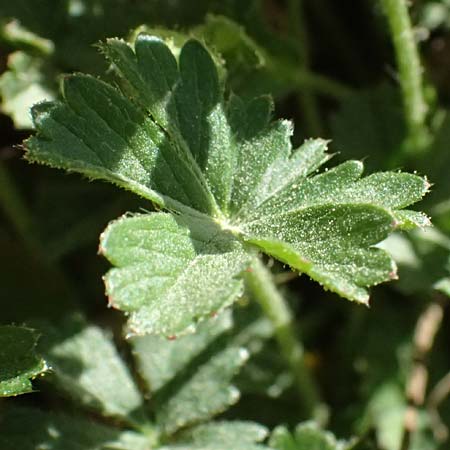 Potentilla x subarenaria \ Falsches Sand-Fingerkraut / Spring Cinquefoil, D Kraichtal-Ober&ouml;wisheim 7.4.2025