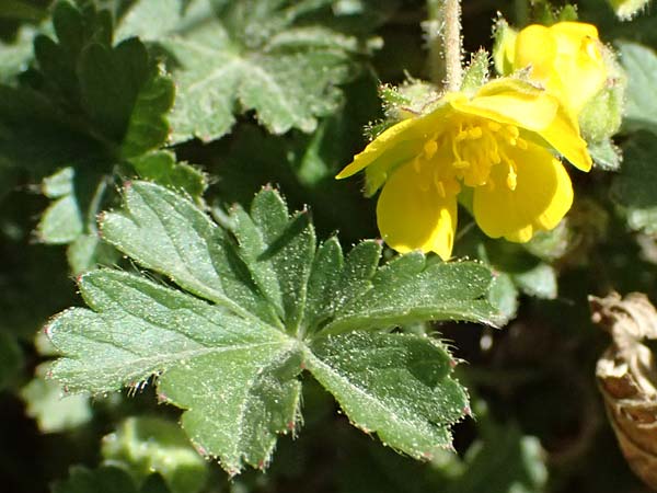 Potentilla x subarenaria \ Falsches Sand-Fingerkraut / Spring Cinquefoil, D Kraichtal-Ober&ouml;wisheim 7.4.2025