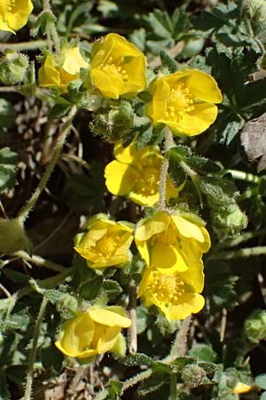 Potentilla x subarenaria \ Falsches Sand-Fingerkraut / Spring Cinquefoil, D Kraichtal-Ober&ouml;wisheim 7.4.2025