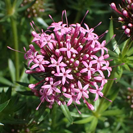 Phuopsis stylosa \ Baldrian-Gesicht, Langgriffeliger Rosenwaldmeister / Crosswort, D Botan. Gar.  Universit.  Ulm 26.5.2025