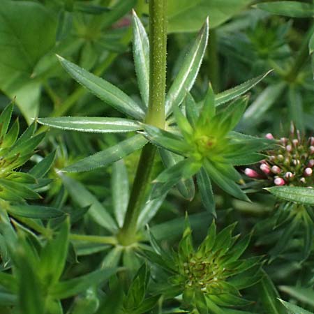 Phuopsis stylosa \ Baldrian-Gesicht, Langgriffeliger Rosenwaldmeister / Crosswort, D Botan. Gar.  Universit.  Ulm 26.5.2025