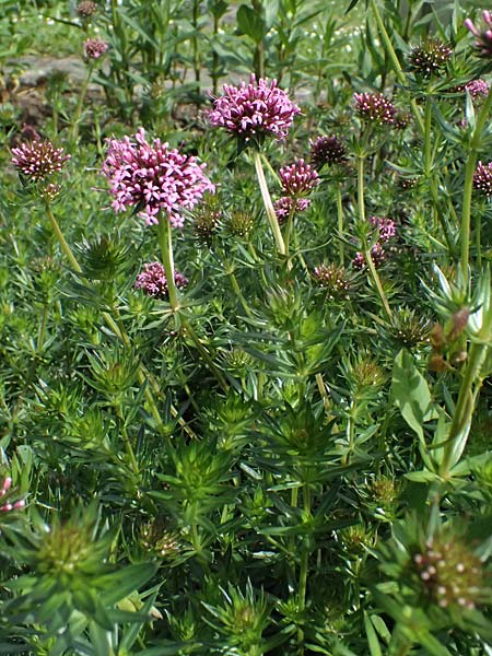 Phuopsis stylosa \ Baldrian-Gesicht, Langgriffeliger Rosenwaldmeister / Crosswort, D Botan. Gar.  Universit.  Ulm 26.5.2025