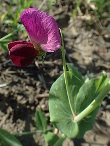 Lathyrus oleraceus var. oleraceus \ Garten-Erbse / Pea, D Weisweil 30.10.2025