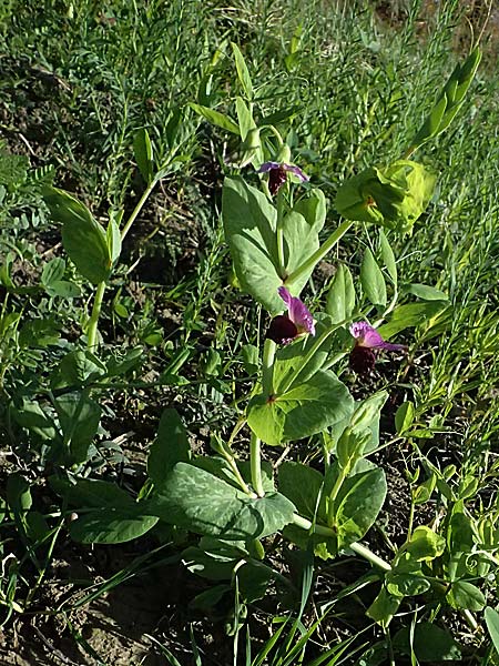 Lathyrus oleraceus var. oleraceus \ Garten-Erbse / Pea, D Weisweil 30.10.2025
