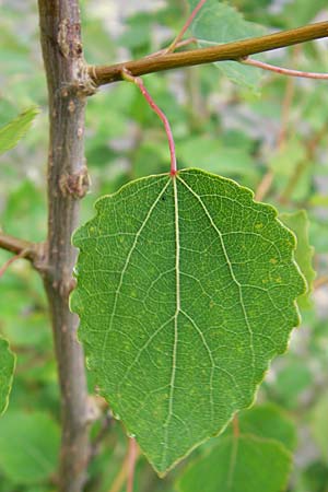 Populus tremula \ Zitter-Pappel, Espe / Aspen, D Dinkelsb&uuml;hl 4.7.2010