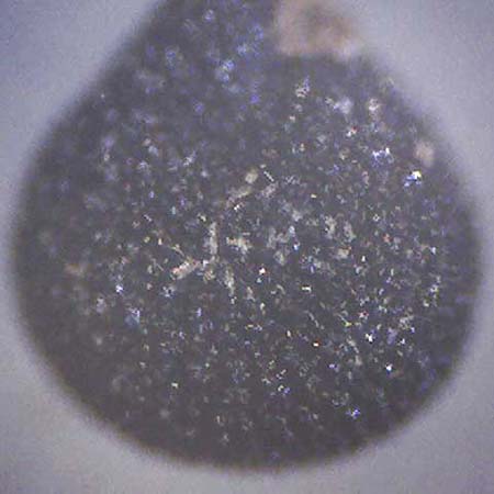 Portulaca trituberculata \ Tuberkelfr&uuml;chtiger Portulak / Tubercle-Fruited Purslane, D Bamberg 16.3.2026