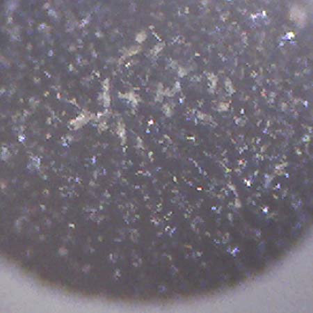 Portulaca trituberculata \ Tuberkelfr&uuml;chtiger Portulak / Tubercle-Fruited Purslane, D Bamberg 16.3.2026