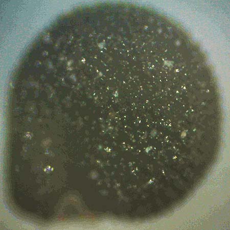 Portulaca trituberculata \ Tuberkelfr&uuml;chtiger Portulak / Tubercle-Fruited Purslane, D Bamberg 16.3.2026