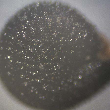 Portulaca trituberculata \ Tuberkelfr&uuml;chtiger Portulak / Tubercle-Fruited Purslane, D Bamberg 16.3.2026