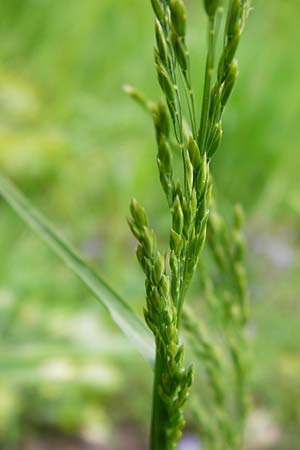 Poa trivialis \ Gew�hnliches Rispengras / Rough Blue Grass, D &Ouml;stringen-Eichelberg 30.4.2015