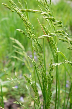 Poa trivialis \ Gew�hnliches Rispengras / Rough Blue Grass, D &Ouml;stringen-Eichelberg 30.4.2015