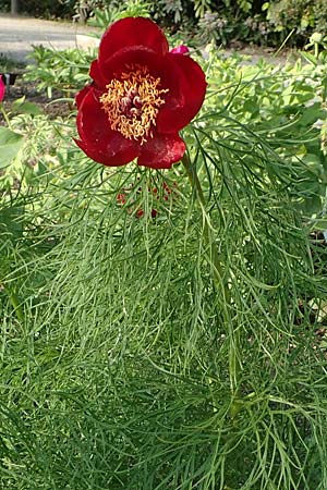 Paeonia tenuifolia \ Netzblatt-Pfingstrose, Dill-Pfingstrose / Fernleaf Peony, D Botan. Gar.  Universit.  Heidelberg 21.4.2016