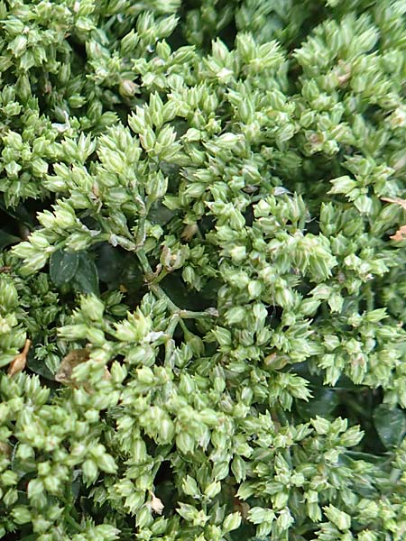 Polycarpon tetraphyllum \ Vierbl�ttriges Nagelkraut / Four-Leaved Allseed, D Mannheim 2.7.2016