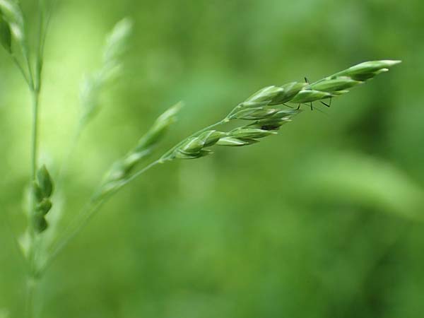 Poa trivialis \ Gew�hnliches Rispengras / Rough Blue Grass, D Ober-Ramstadt 26.5.2017