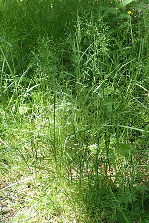 Poa trivialis \ Gew�hnliches Rispengras / Rough Blue Grass, D Ober-Ramstadt 26.5.2017