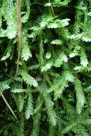 Plagiothecium undulatum agg. ? \ Gewelltes Schiefkapselmoos / Undulate Plagiothecium Moss, D Schwarzwald/Black-Forest, Allerheiligen 1.8.2017
