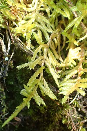 Plagiothecium undulatum agg. ? \ Gewelltes Schiefkapselmoos / Undulate Plagiothecium Moss, D Schwarzwald/Black-Forest, Allerheiligen 1.8.2017