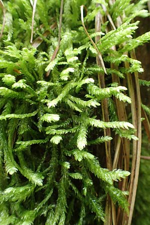 Plagiothecium undulatum agg. ? \ Gewelltes Schiefkapselmoos / Undulate Plagiothecium Moss, D Schwarzwald/Black-Forest, Allerheiligen 1.8.2017