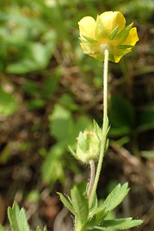 Potentilla thuringiaca \ Th�ringisches Fingerkraut / Thuringian Cinquefoil, D Gochsheim 17.5.2018