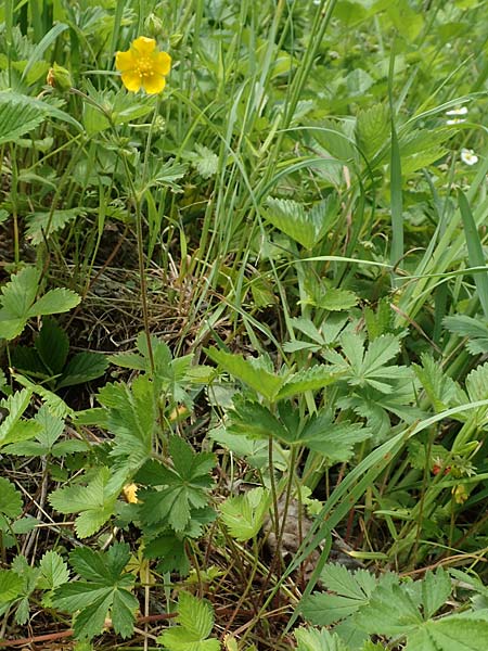 Potentilla thuringiaca \ Th�ringisches Fingerkraut / Thuringian Cinquefoil, D Gochsheim 17.5.2018