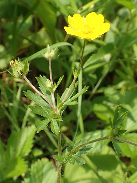 Potentilla thuringiaca \ Th�ringisches Fingerkraut / Thuringian Cinquefoil, D Gochsheim 17.5.2018