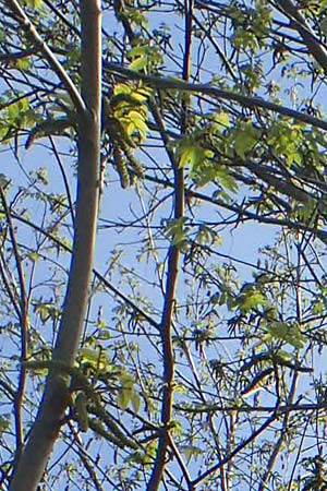 Pterocarya fraxinifolia \ Kaukasische Fl�gelnuss / Caucasian Wingnut, D Ludwigshafen 22.4.2021