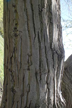 Pterocarya fraxinifolia \ Kaukasische Fl�gelnuss / Caucasian Wingnut, D Ludwigshafen 22.4.2021