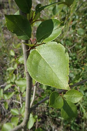 Populus balsamifera agg. \ Balsam-Pappel / Balsam Poplar, D Dorsten 20.6.2022