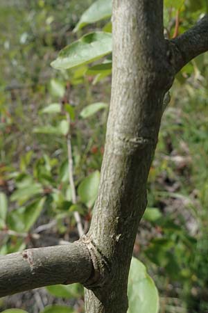 Populus balsamifera agg. \ Balsam-Pappel / Balsam Poplar, D Dorsten 20.6.2022