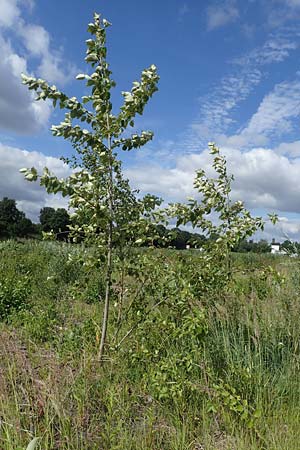 Populus balsamifera agg. \ Balsam-Pappel / Balsam Poplar, D Dorsten 20.6.2022