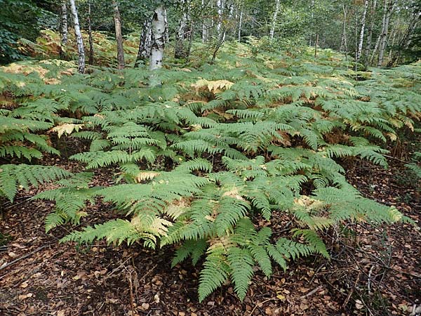 Pteridium pinetorum \ Kiefernwald-Adlerfarn, N&ouml;rdlicher Adlerfarn / Pinewood Bracken, D D&uuml;ren 20.8.2022