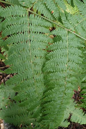 Pteridium pinetorum \ Kiefernwald-Adlerfarn, N&ouml;rdlicher Adlerfarn / Pinewood Bracken, D D&uuml;ren 20.8.2022