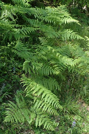 Pteridium aquilinum \ Adlerfarn / Bracken, D Eberbach-Gaim&uuml;hle 2.6.2023