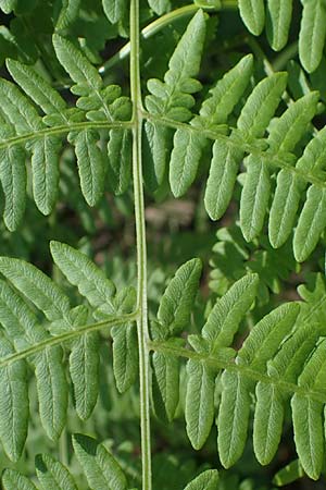 Pteridium aquilinum \ Adlerfarn / Bracken, D Eberbach-Gaim&uuml;hle 2.6.2023