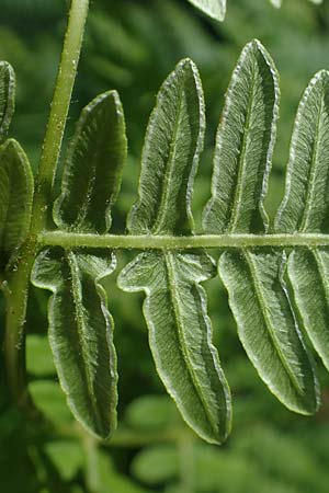 Pteridium aquilinum \ Adlerfarn / Bracken, D Eberbach-Gaim&uuml;hle 2.6.2023